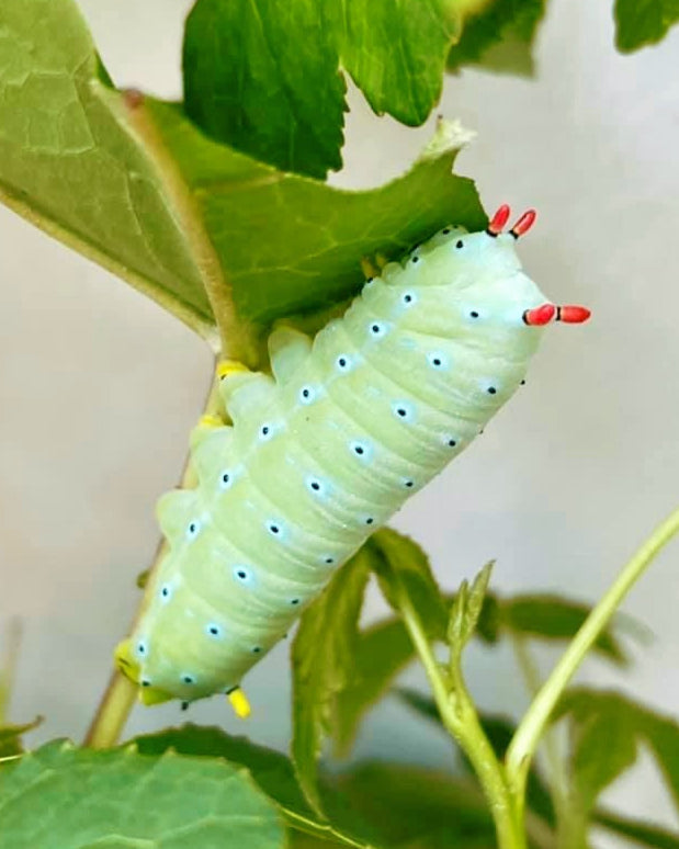 Live butterflies and moths for sale online UK. Order eggs, caterpillars, pupae, and cocoons. Watch the lifecycle unfold with insects to rear at home!