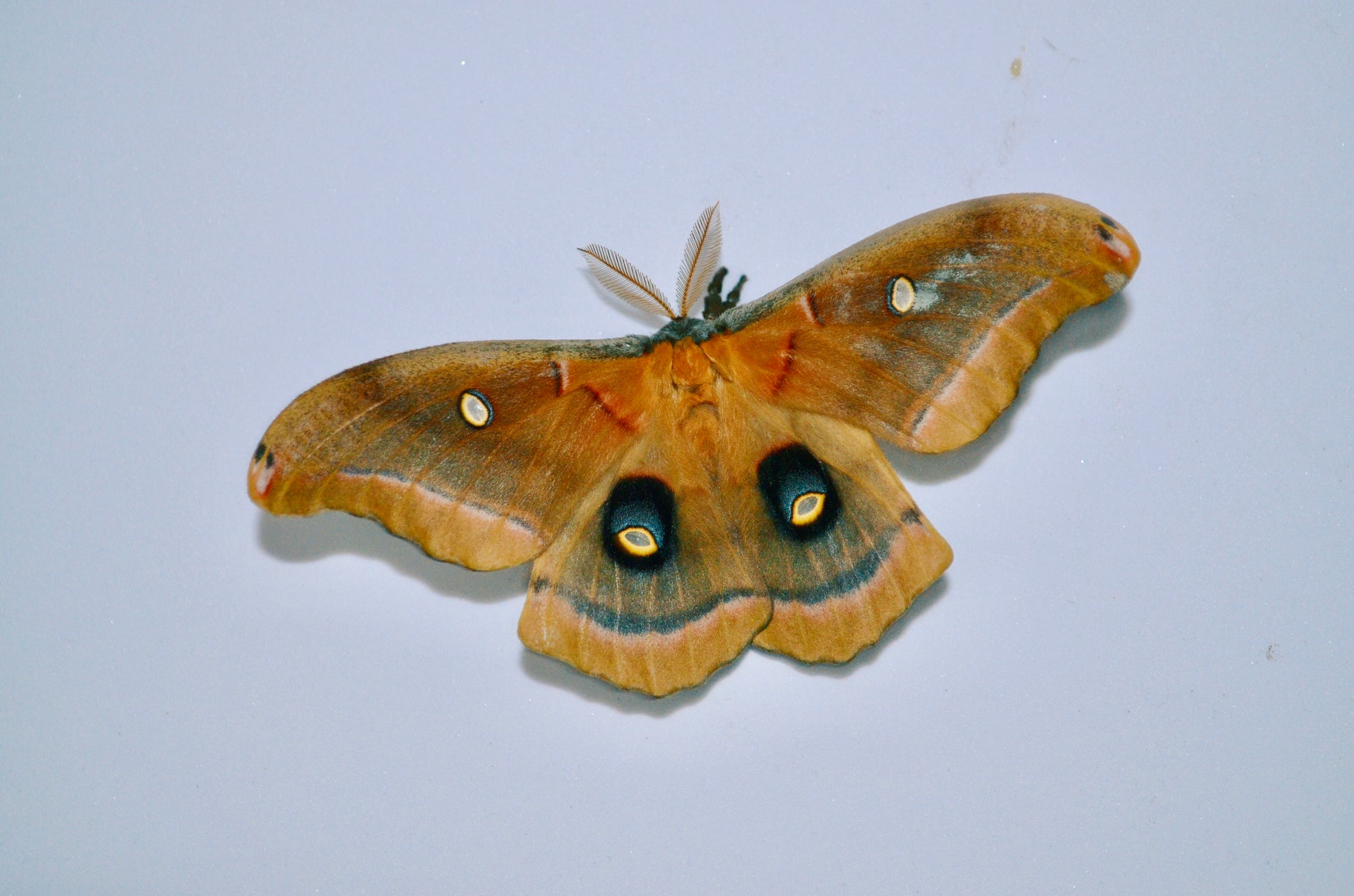 Live butterflies and moths for sale online UK. Order eggs, caterpillars, pupae, and cocoons. Watch the lifecycle unfold with insects to rear at home!