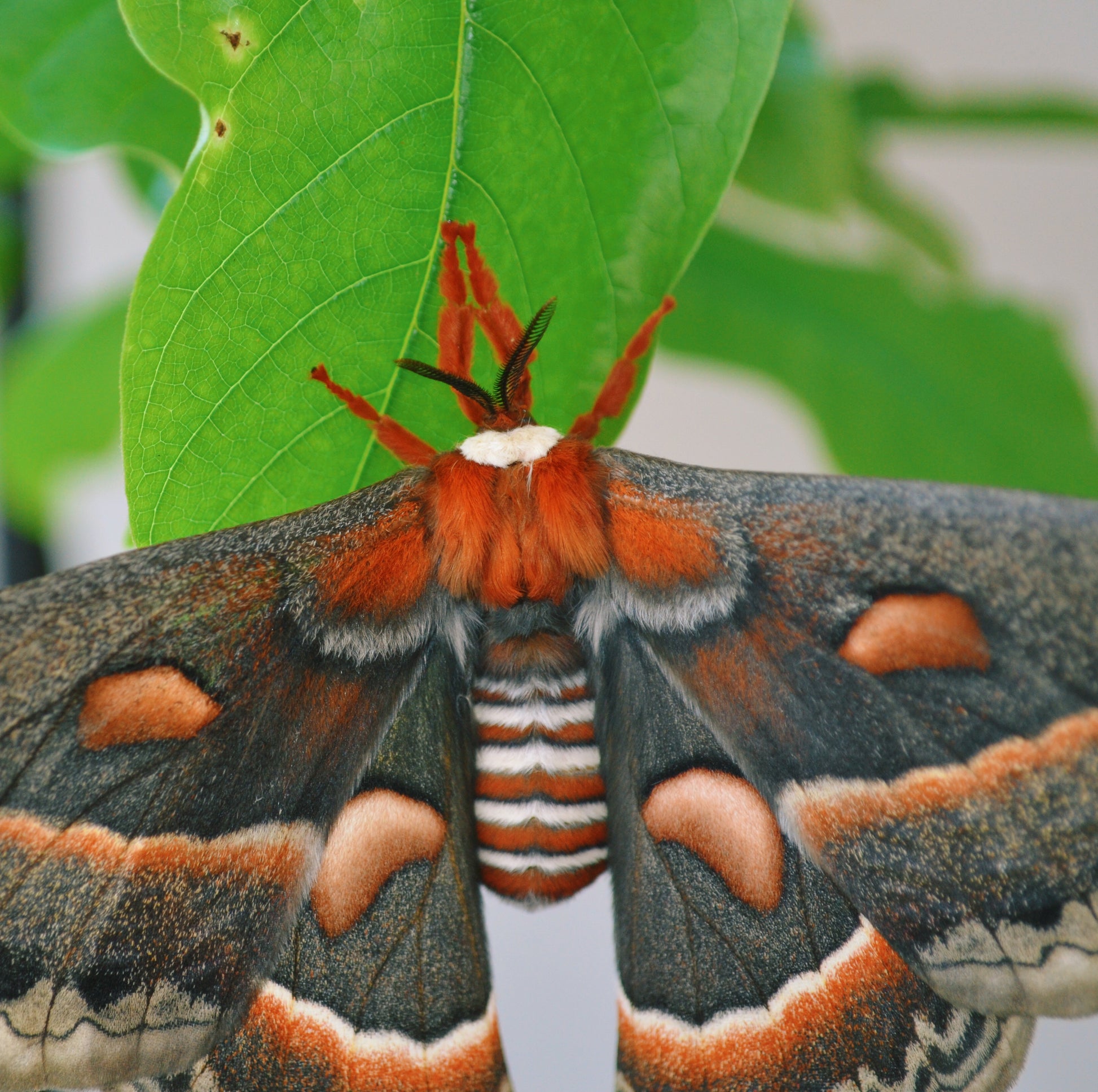 Live butterflies and moths for sale online UK. Order eggs, caterpillars, pupae, and cocoons. Watch the lifecycle unfold with insects to rear at home!