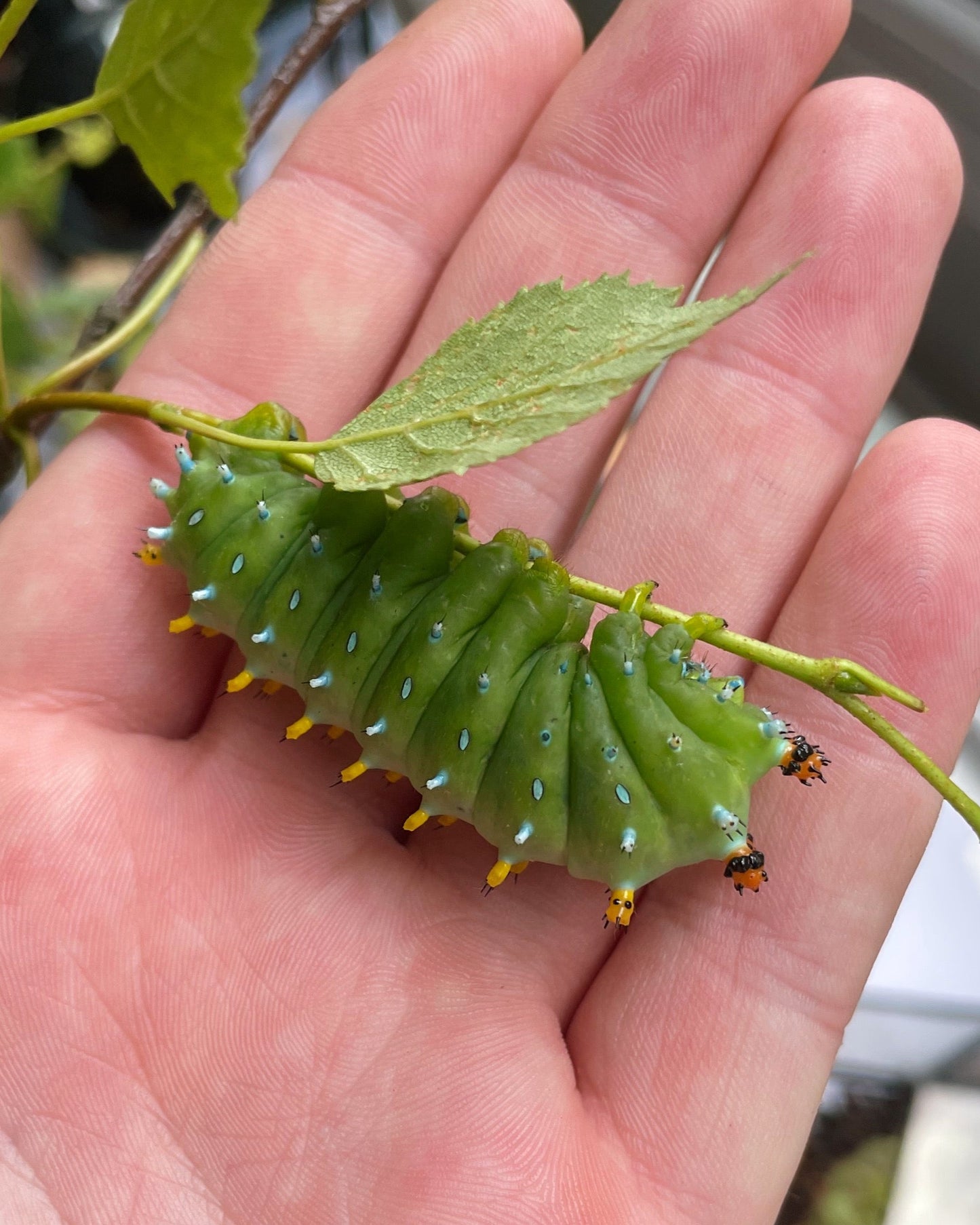 Live butterflies and moths for sale online UK. Order eggs, caterpillars, pupae, and cocoons. Watch the lifecycle unfold with insects to rear at home!