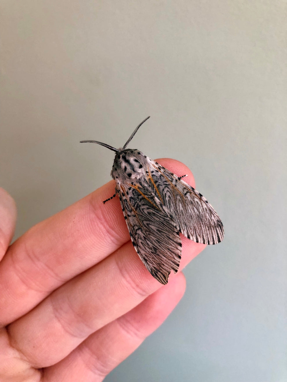Puss Moth EGGS | Cerura vinula – Bugs & Butterflies UK