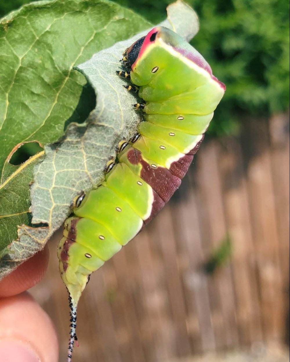 Puss Moth | Cerura vinula EGGS