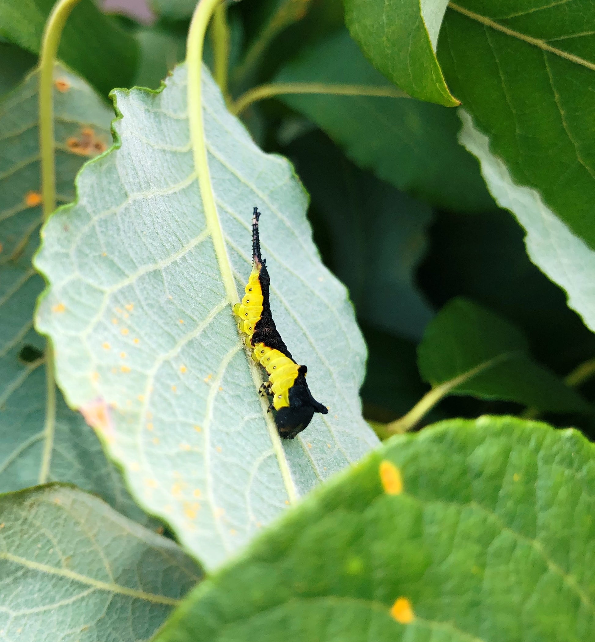 Live butterflies and moths for sale online UK. Order eggs, caterpillars, pupae, and cocoons. Watch the lifecycle unfold with insects to rear at home!