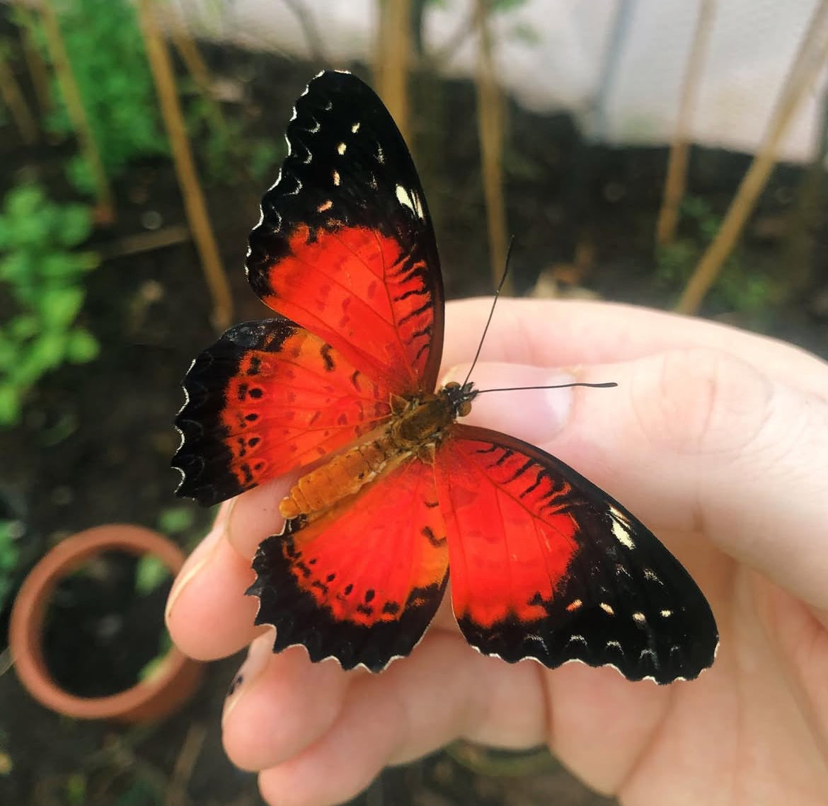 Live butterflies and moths for sale online UK. Order eggs, caterpillars, pupae, and cocoons. Watch the lifecycle unfold with insects to rear at home!