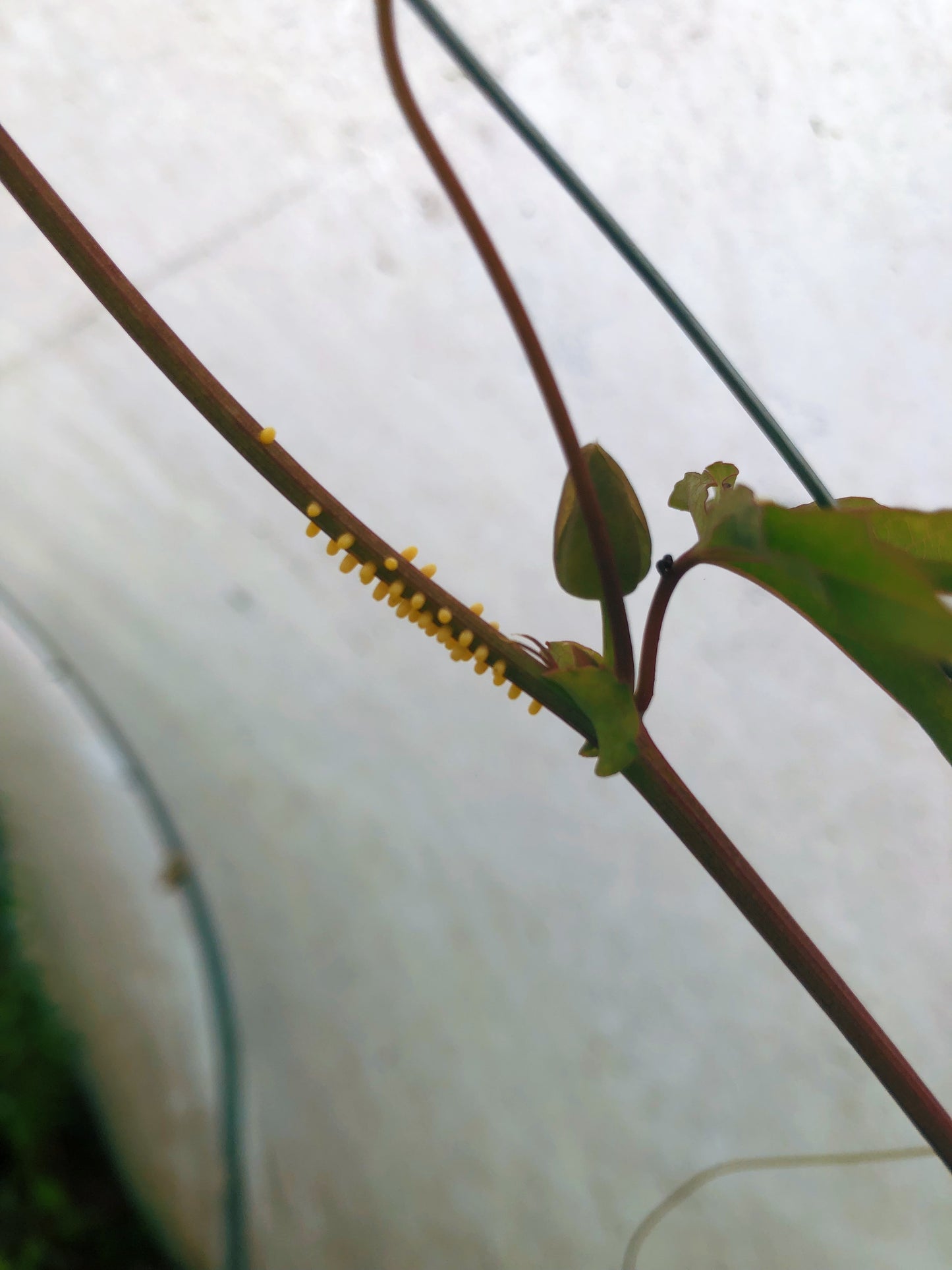 Live butterflies and moths for sale online UK. Order eggs, caterpillars, pupae, and cocoons. Watch the lifecycle unfold with insects to rear at home!