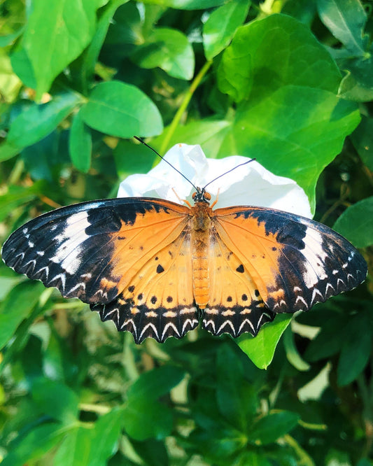 Live butterflies and moths for sale online UK. Order eggs, caterpillars, pupae, and cocoons. Watch the lifecycle unfold with insects to rear at home!