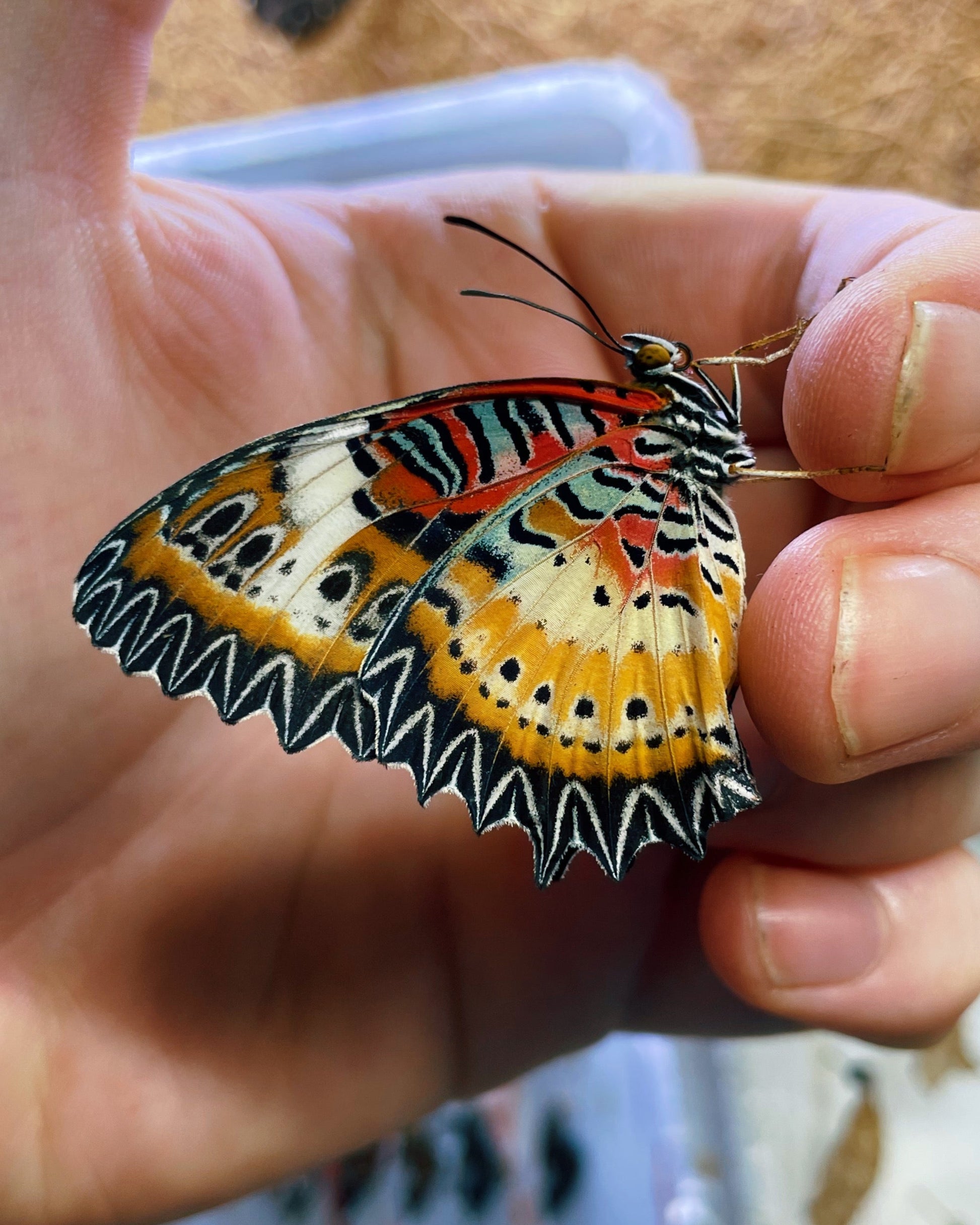 Live butterflies and moths for sale online UK. Order eggs, caterpillars, pupae, and cocoons. Watch the lifecycle unfold with insects to rear at home!