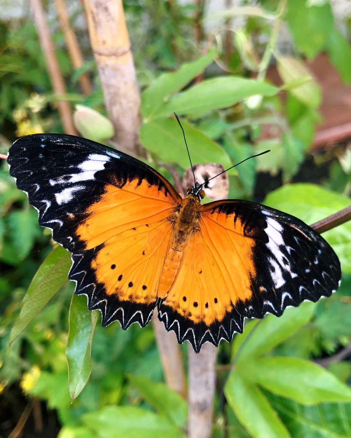 Live butterflies and moths for sale online UK. Order eggs, caterpillars, pupae, and cocoons. Watch the lifecycle unfold with insects to rear at home!