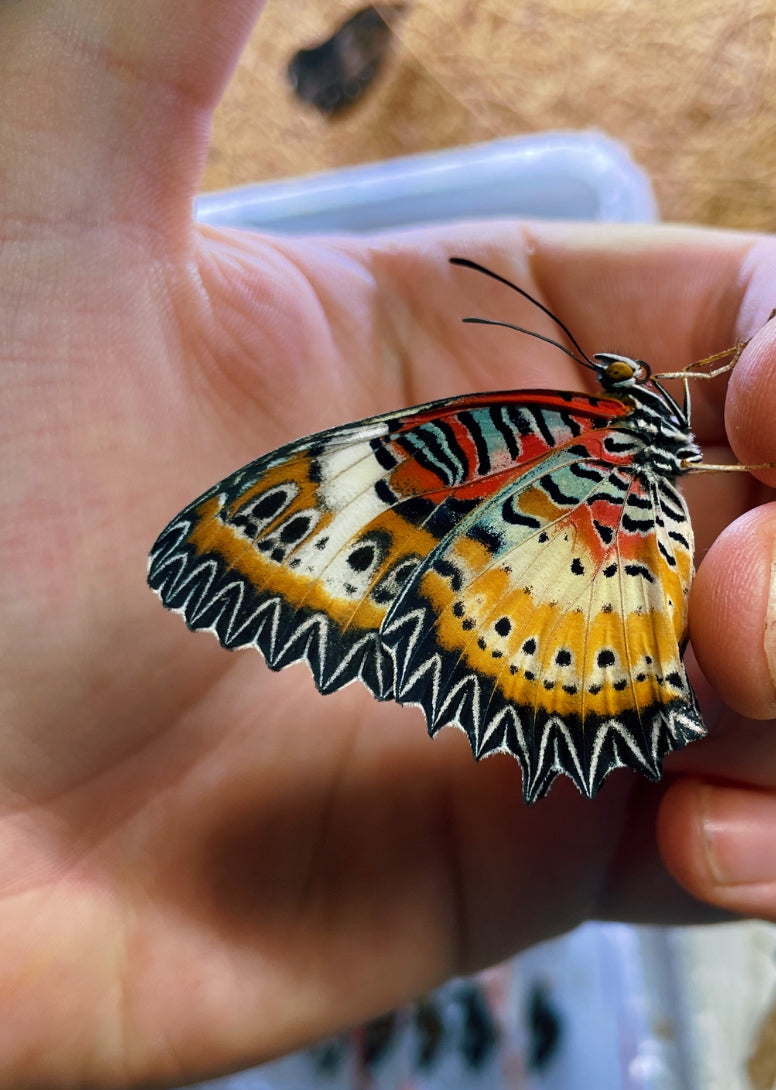 Live butterflies and moths for sale online UK. Order eggs, caterpillars, pupae, and cocoons. Watch the lifecycle unfold with insects to rear at home!