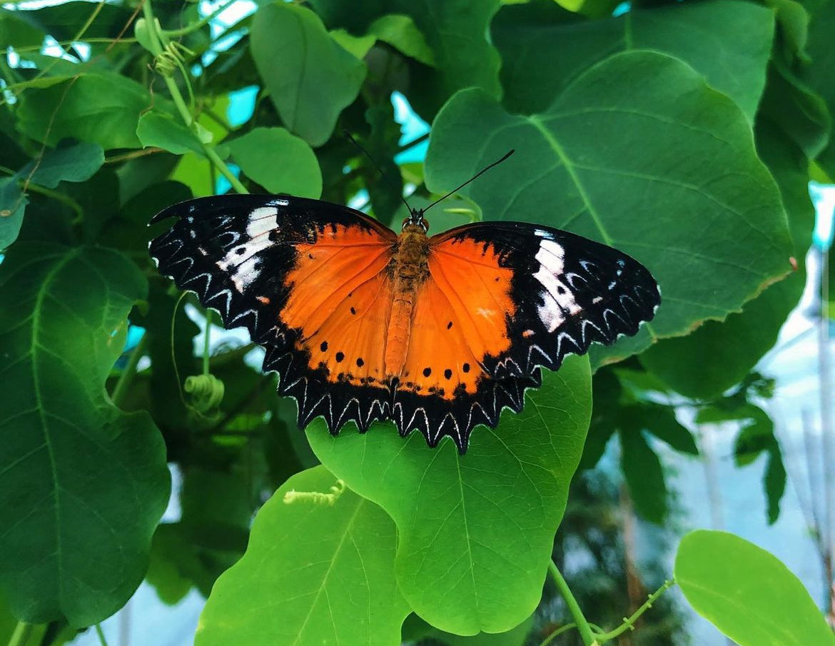 Live butterflies and moths for sale online UK. Order eggs, caterpillars, pupae, and cocoons. Watch the lifecycle unfold with insects to rear at home!