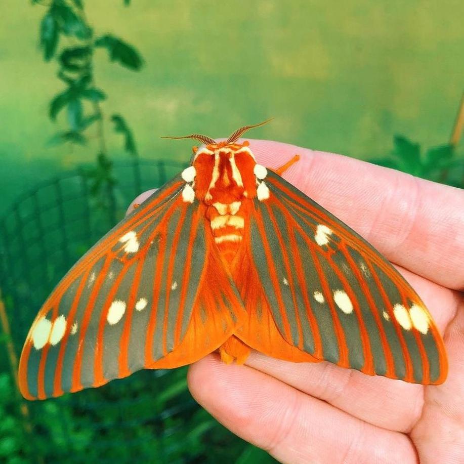 Live butterflies and moths for sale online UK. Buy eggs, caterpillars, pupae, and cocoons. Watch the lifecycle unfold with insects to rear at home!