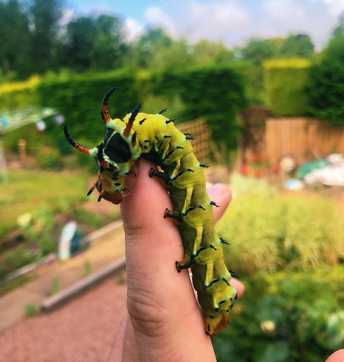 Live butterflies and moths for sale online UK. Buy eggs, caterpillars, pupae, and cocoons. Watch the lifecycle unfold with insects to rear at home!