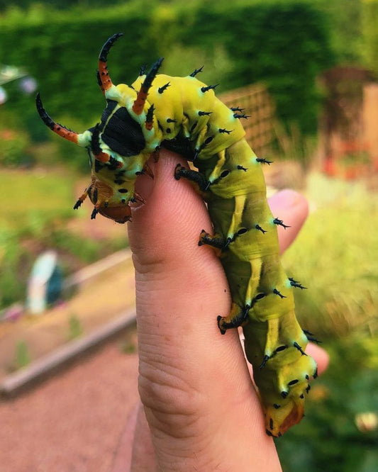 Live butterflies and moths for sale online UK. Buy eggs, caterpillars, pupae, and cocoons. Watch the lifecycle unfold with insects to rear at home!