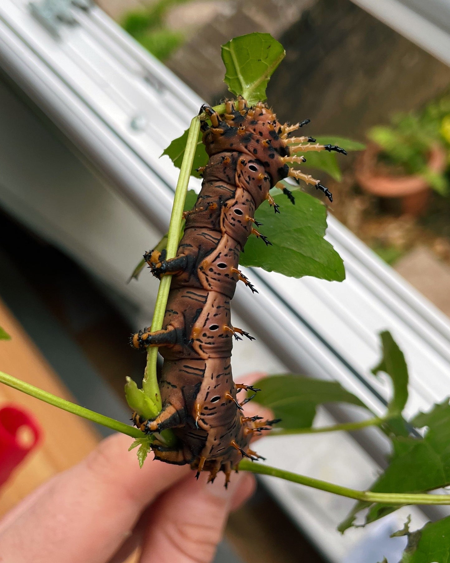 Live butterflies and moths for sale online UK. Buy eggs, caterpillars, pupae, and cocoons. Watch the lifecycle unfold with insects to rear at home!