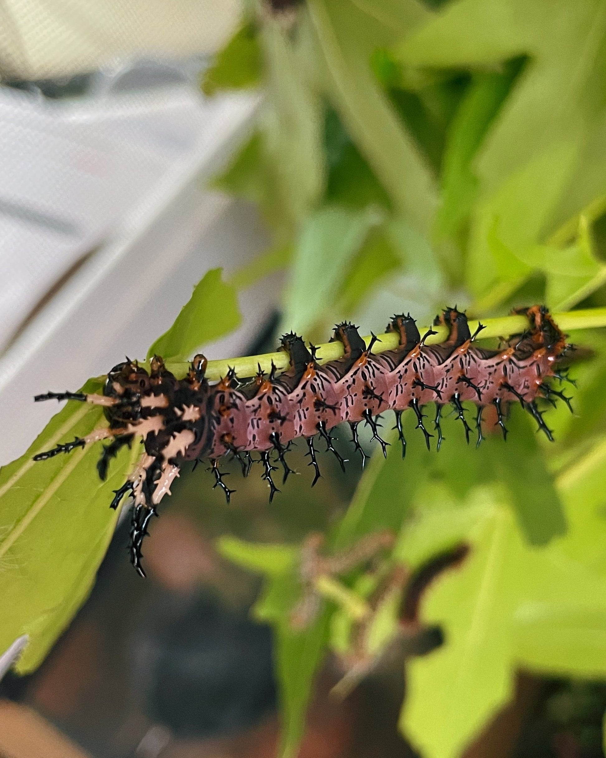 Live butterflies and moths for sale online UK. Buy eggs, caterpillars, pupae, and cocoons. Watch the lifecycle unfold with insects to rear at home!