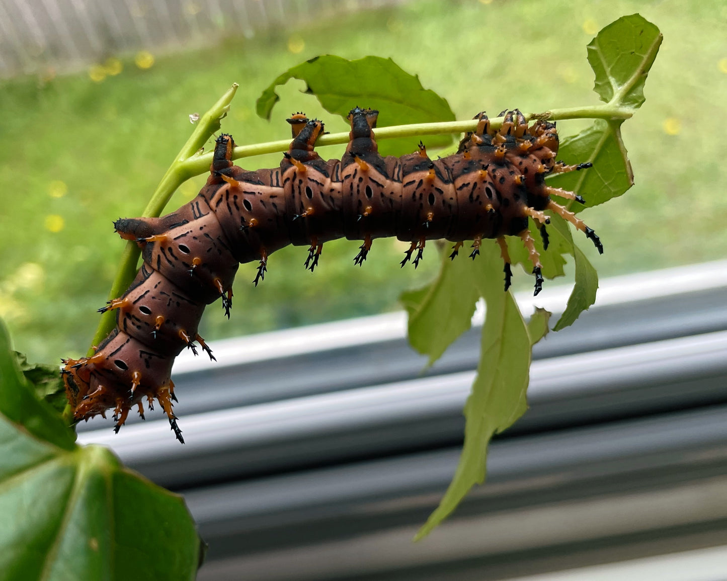 Live butterflies and moths for sale online UK. Buy eggs, caterpillars, pupae, and cocoons. Watch the lifecycle unfold with insects to rear at home!