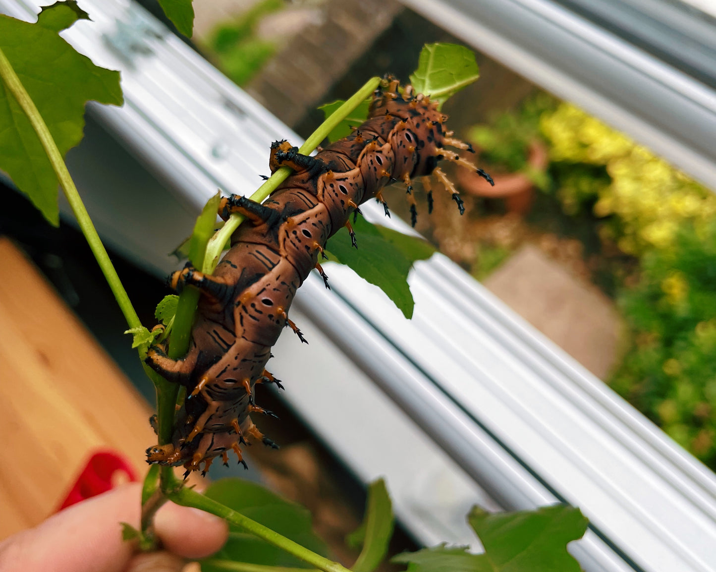 Live butterflies and moths for sale online UK. Buy eggs, caterpillars, pupae, and cocoons. Watch the lifecycle unfold with insects to rear at home!