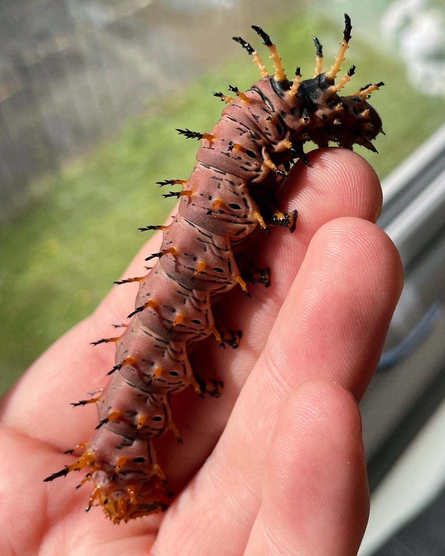 Live butterflies and moths for sale online UK. Buy eggs, caterpillars, pupae, and cocoons. Watch the lifecycle unfold with insects to rear at home!