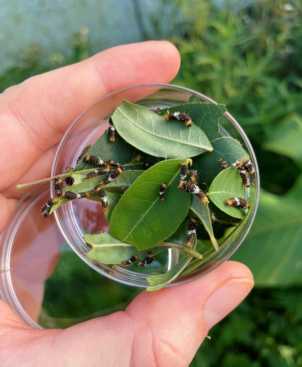 Live butterflies and moths for sale online UK. Order eggs, caterpillars, pupae, and cocoons. Watch the lifecycle unfold with insects to rear at home!