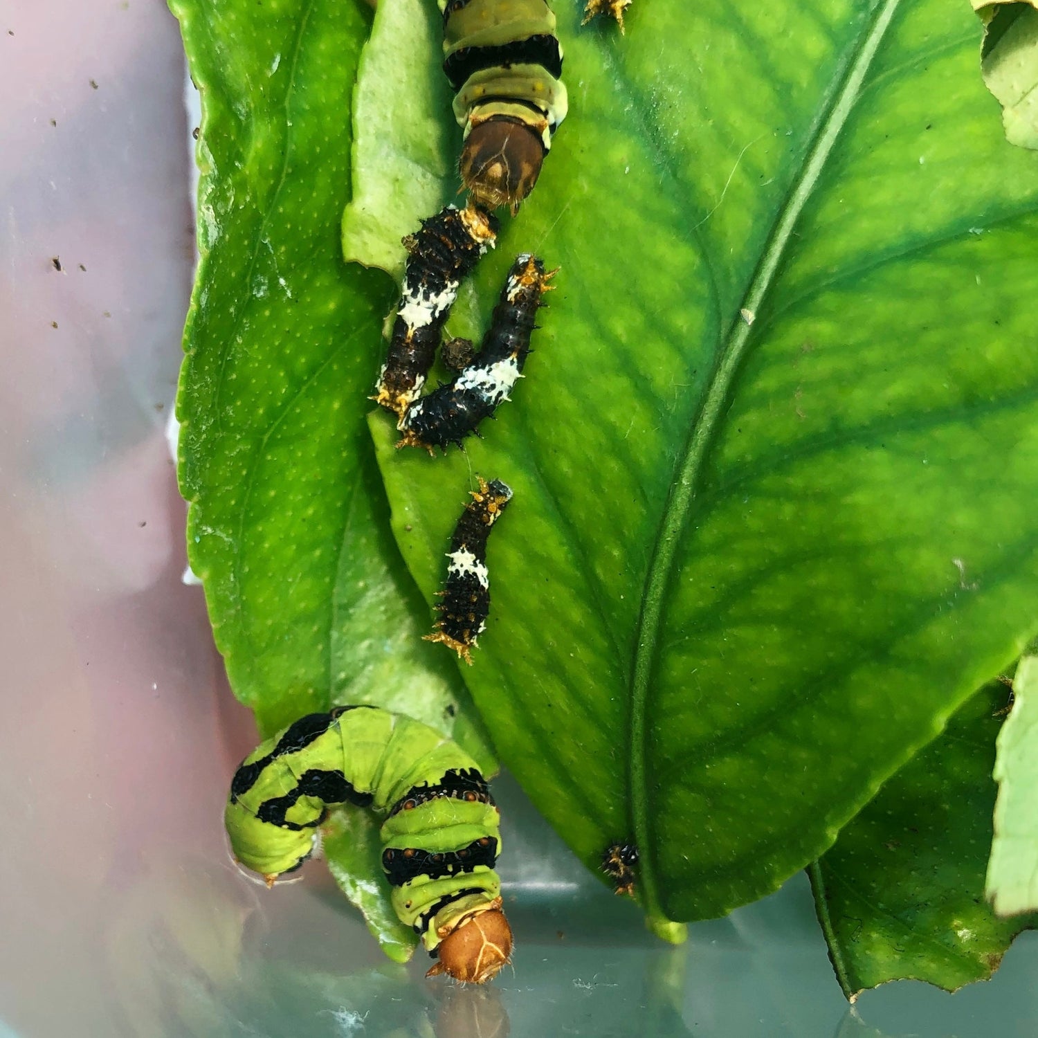 Live butterflies and moths for sale online UK. Order eggs, caterpillars, pupae, and cocoons. Watch the lifecycle unfold with insects to rear at home!