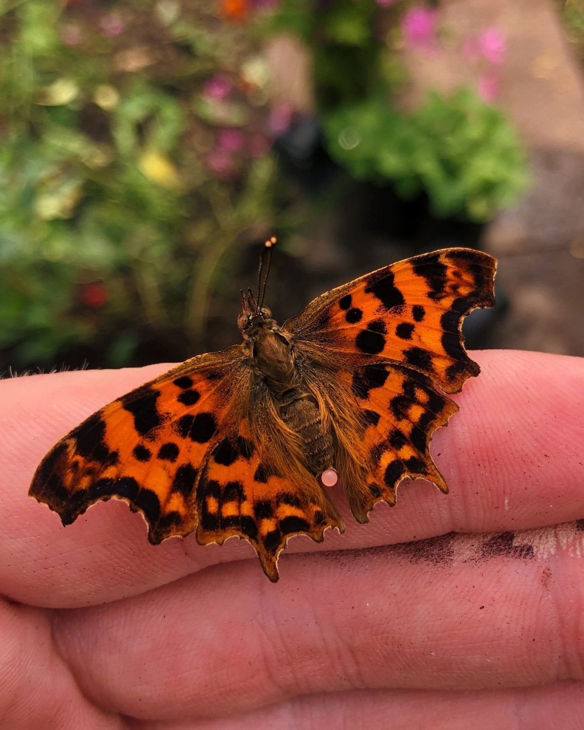 Comma Buttrfly Comma Butterfly | Polygonia c-album PUPAE for sale – Bugs & Butterflies UK