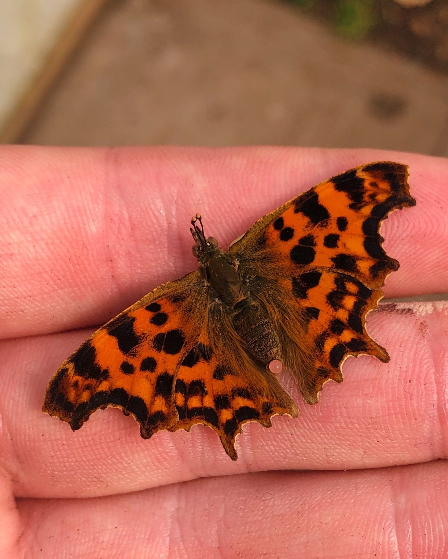 Live butterflies and moths for sale online UK. Buy eggs, caterpillars, pupae, and cocoons. Watch the lifecycle unfold with insects to rear at home!