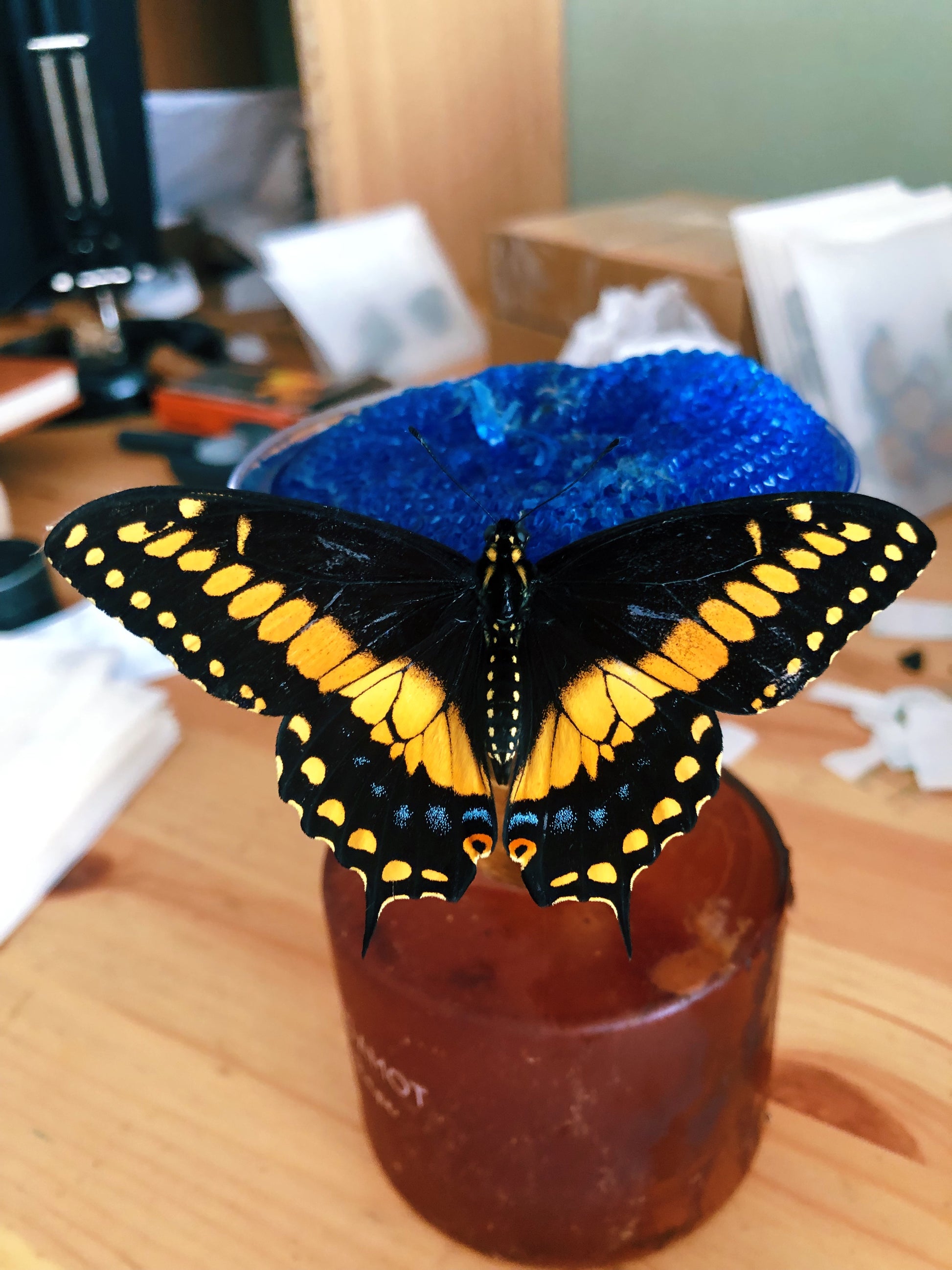 Live butterflies and moths for sale online UK. Order eggs, caterpillars, pupae, and cocoons. Watch the lifecycle unfold with insects to rear at home!