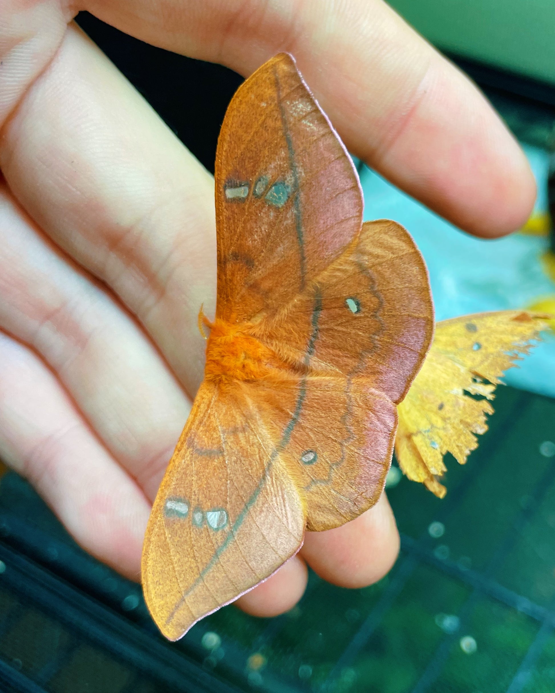 Live butterflies and moths for sale online UK. Order eggs, caterpillars, pupae, and cocoons. Watch the lifecycle unfold with insects to rear at home!