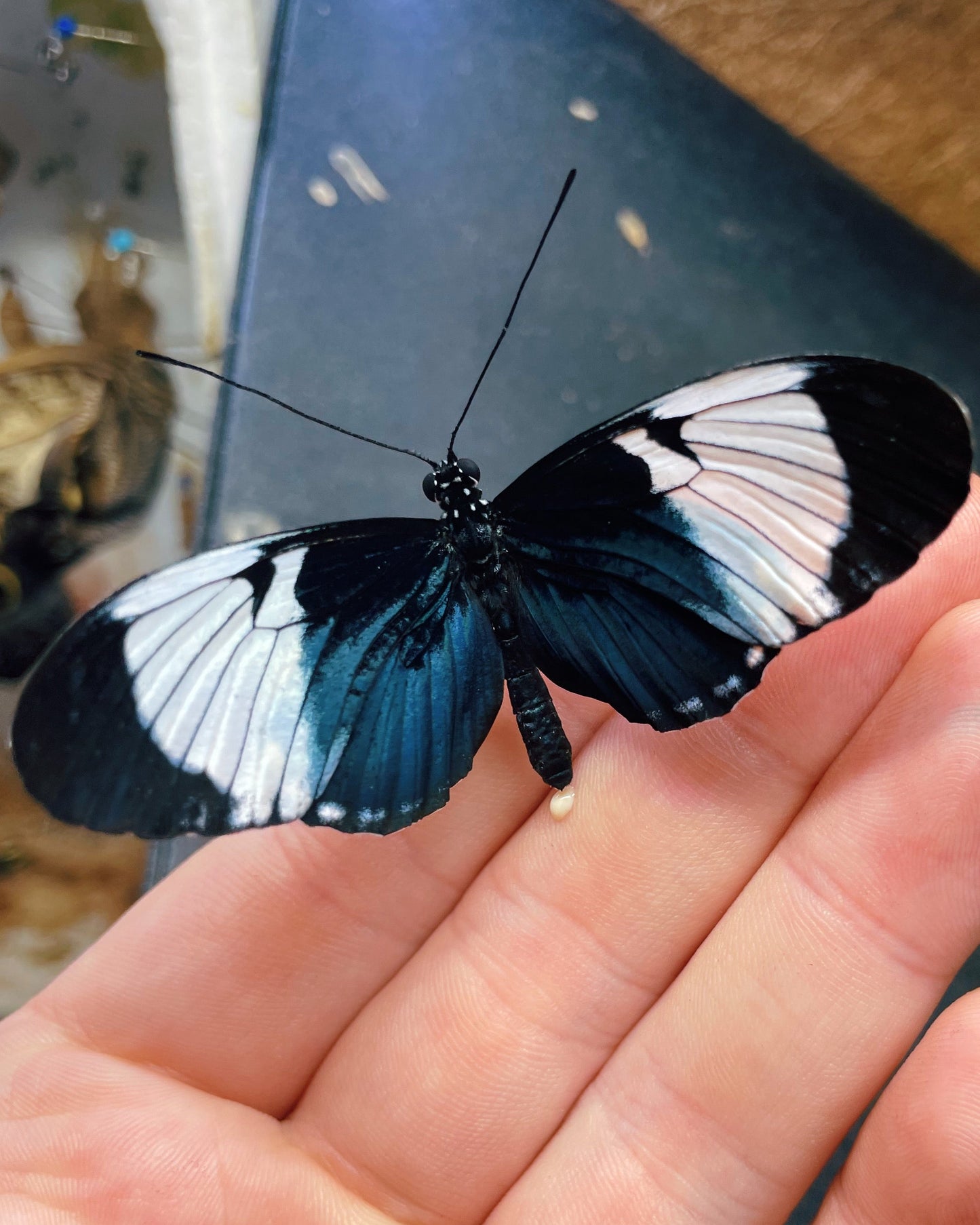 Live butterflies and moths for sale online UK. Order eggs, caterpillars, pupae, and cocoons. Watch the lifecycle unfold with insects to rear at home!