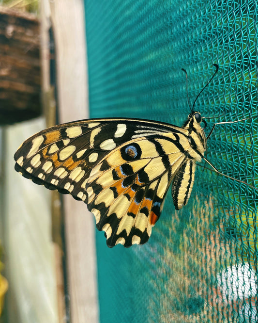 Common Lime Swallowtail PUPAE (Papilio demoleus)