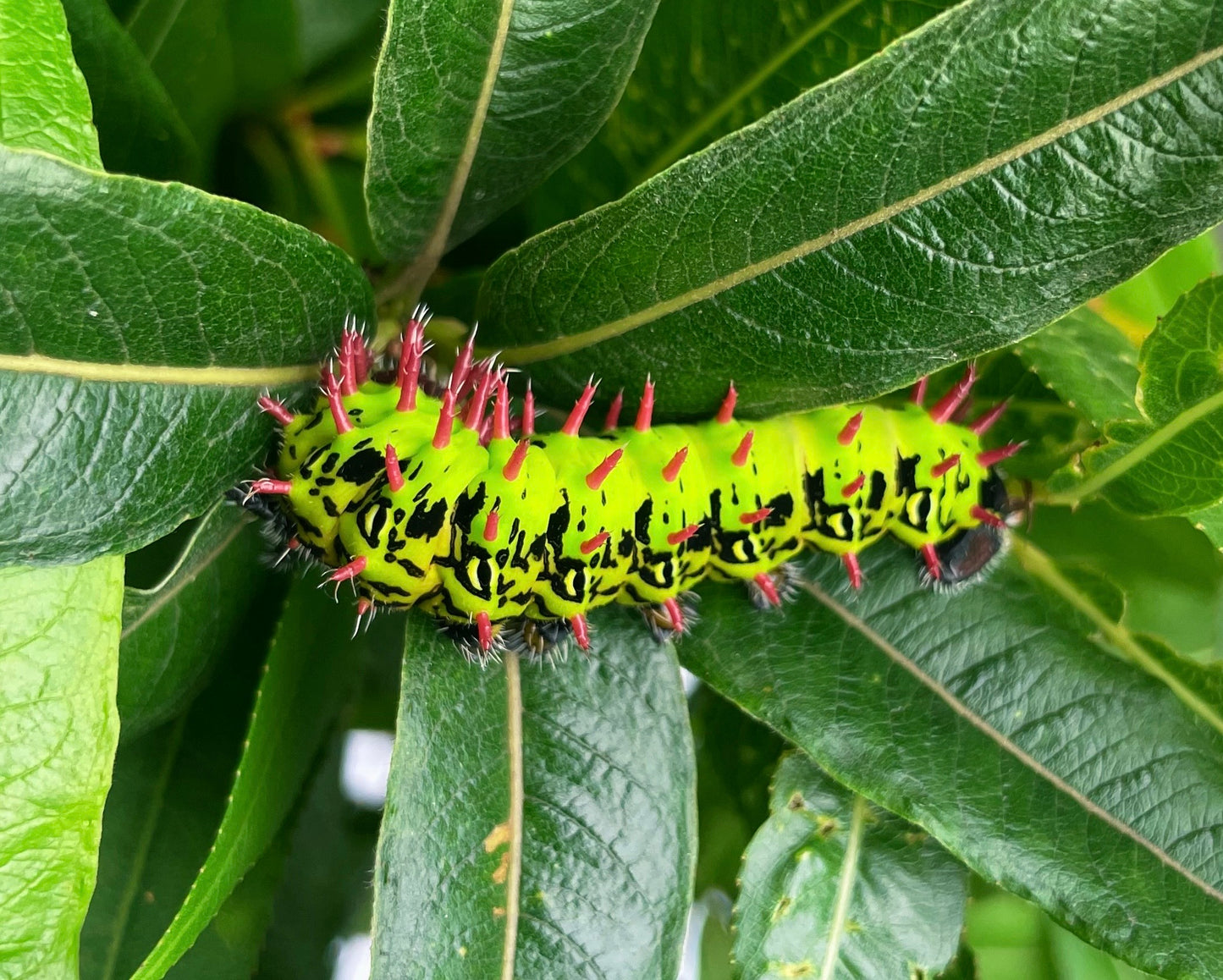 Madagascan Bullseye Moth EGGS (Antherina suraka)