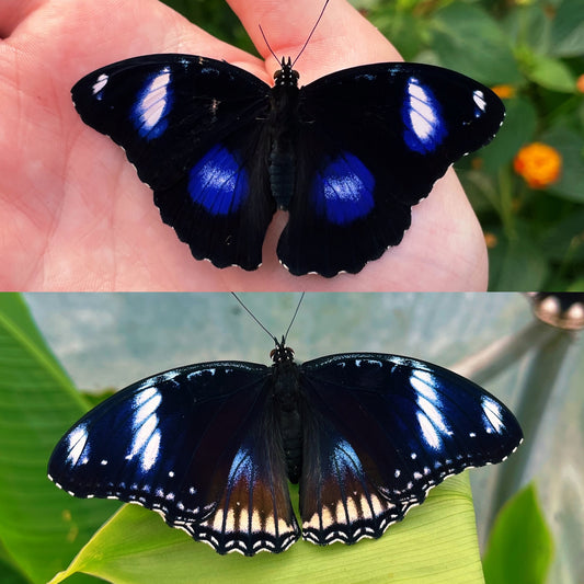 Blue Moon Butterfly EGGS (Hypolimas bolina)