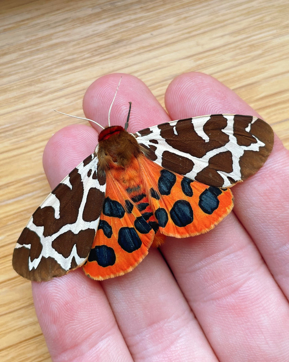 Currently Available - Live Butterflies and Moths – Bugs & Butterflies UK