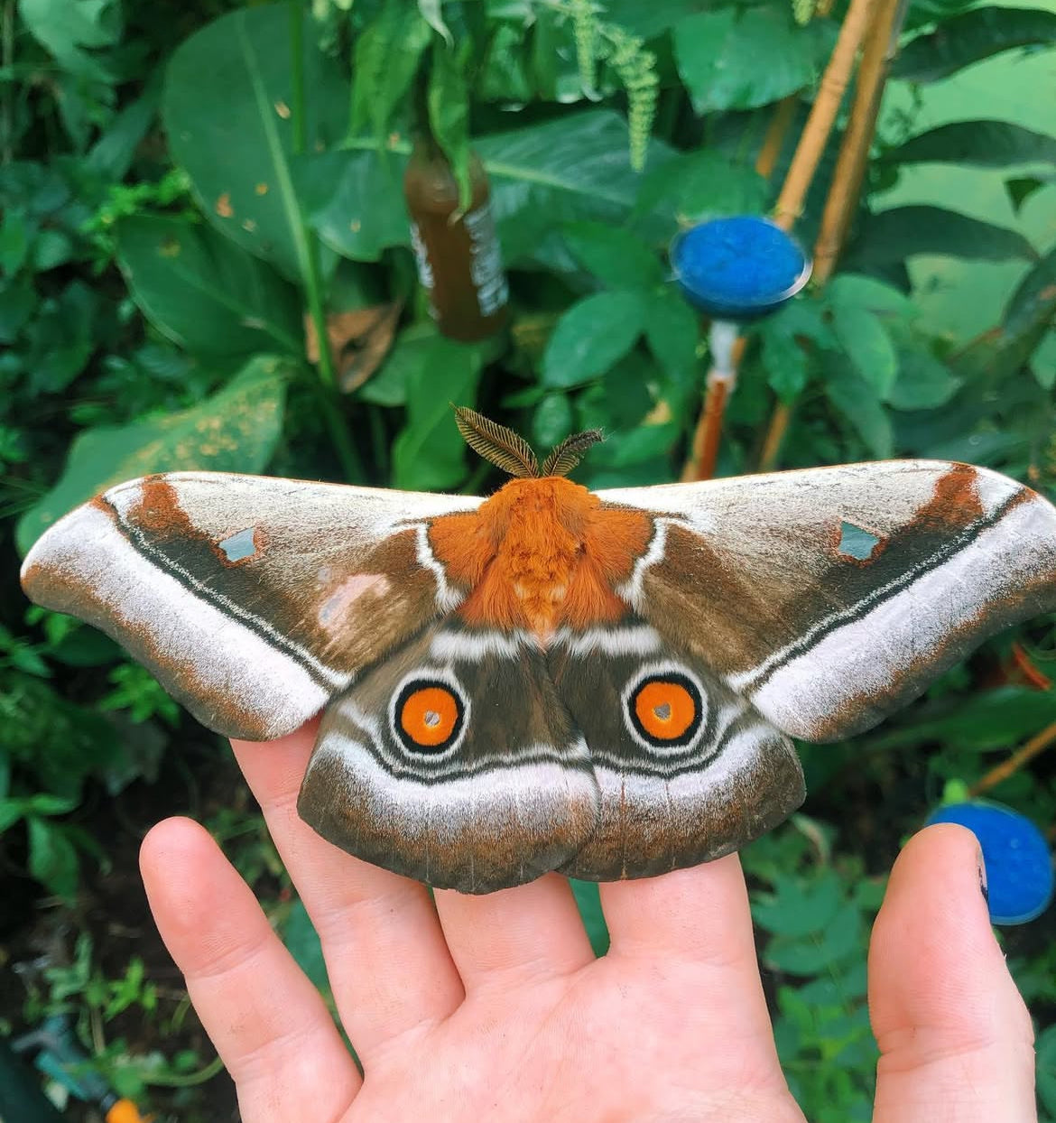 Madagascan Emperor Moth PUPAE (Bunaea aslauga)