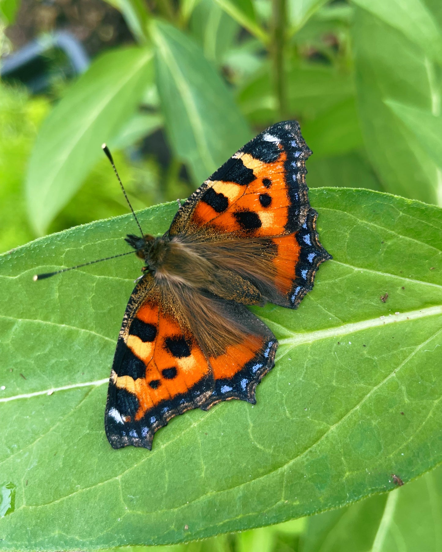 Small Tortoiseshell Butterfly CATERPILLARS (Aglais urticae)