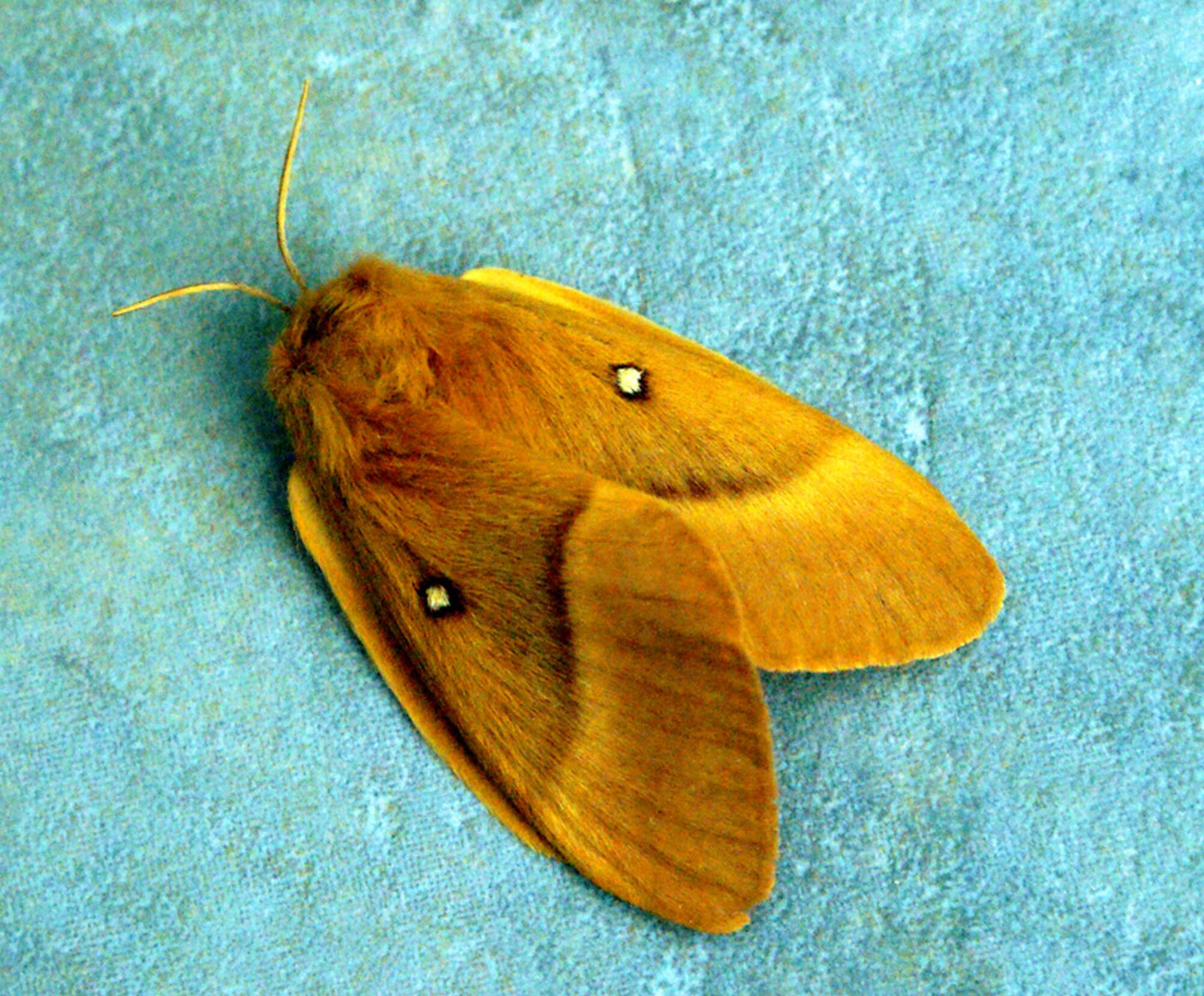 Oak Eggar Moth CATERPILLARS (Lasiocampa quercus)