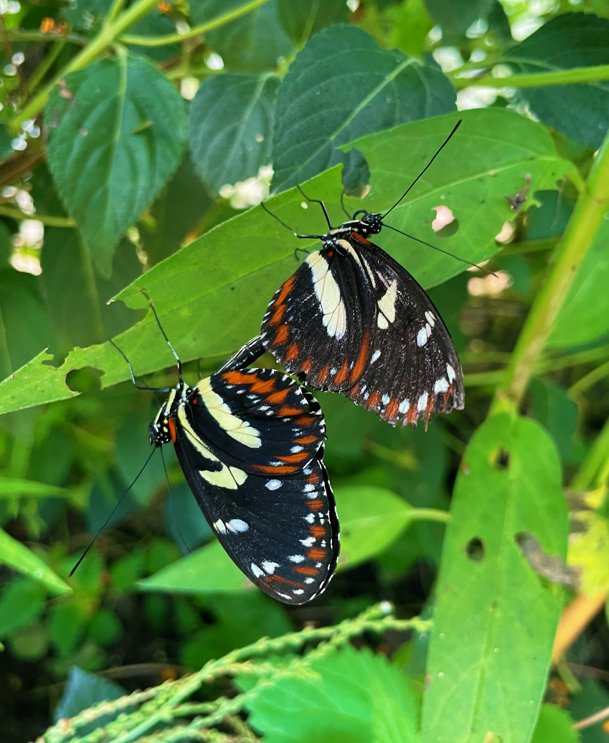 Atthis Longwing PUPAE (Heliconius atthis)