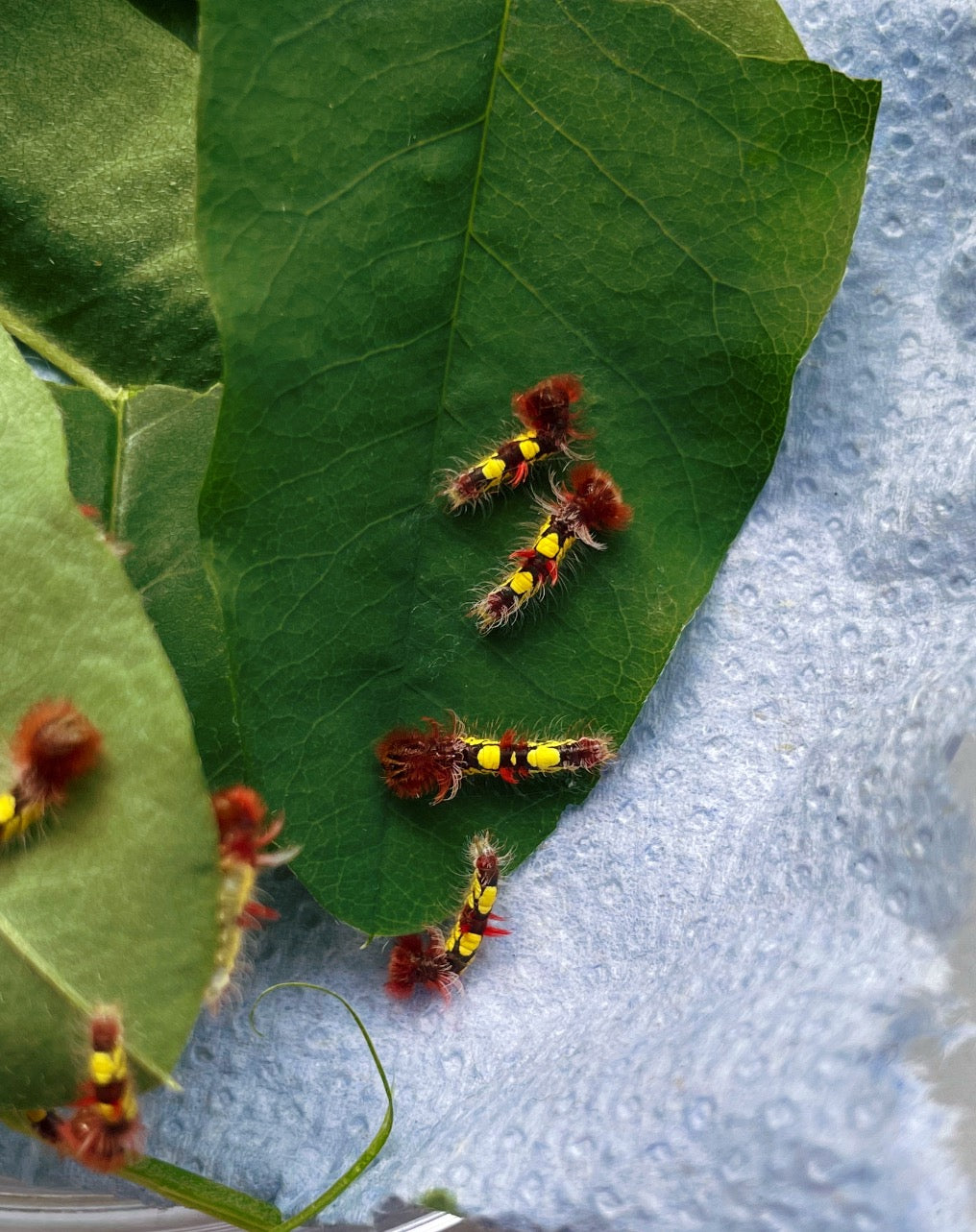 Blue Morpho Butterfly EGGS (Morpho helenor)