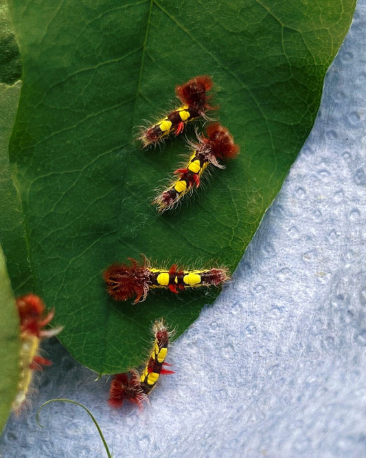 Blue Morpho Butterfly EGGS (Morpho helenor)