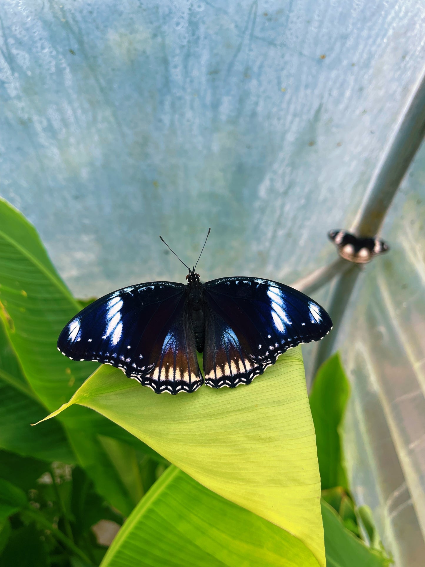 Blue Moon Butterfly EGGS (Hypolimas bolina)