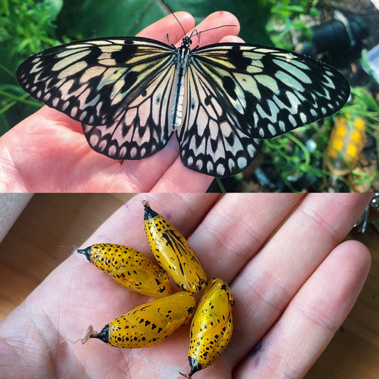 Large Tree Nymph PUPAE (Idea leuconoe)