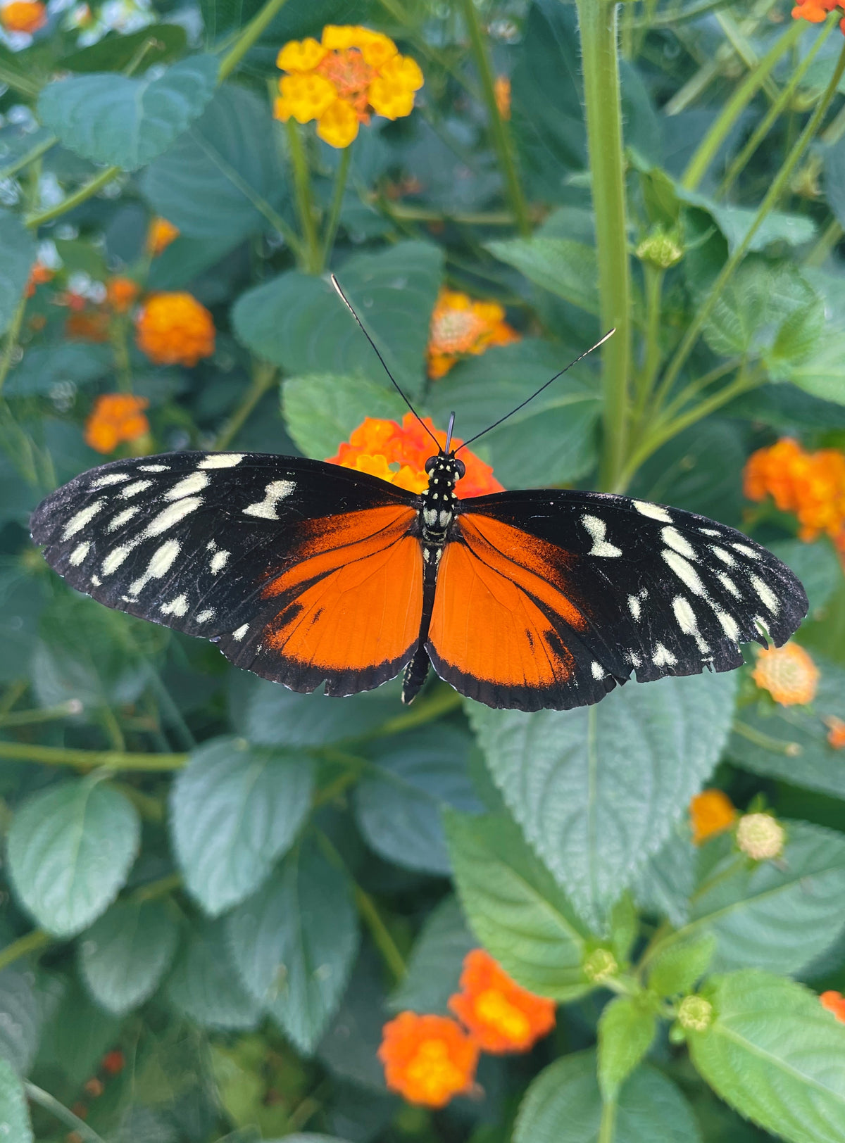 Tiger Longwing PUPAE (Heliconius hecale)
