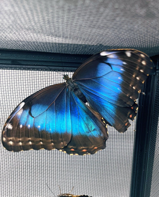 Blue Morpho Butterfly PUPAE (Morpho helenor)