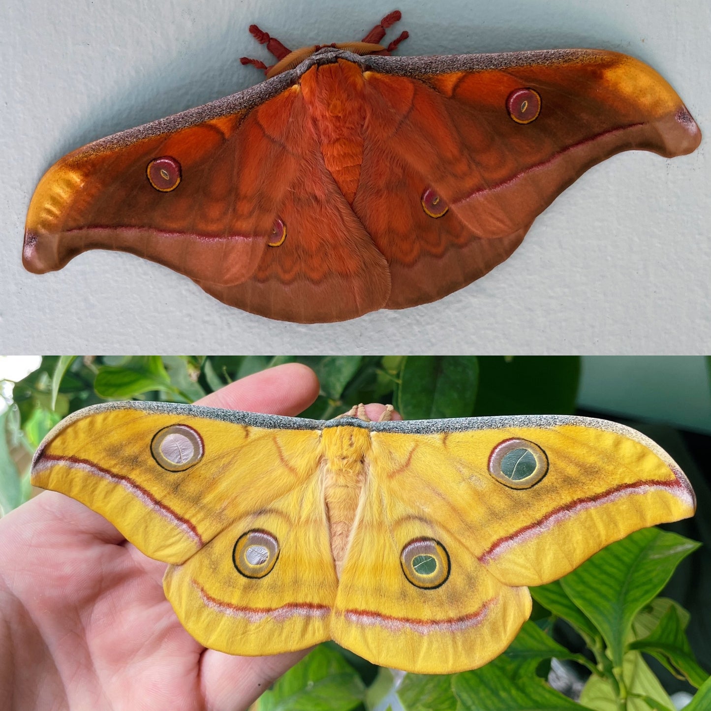 Tasar Silk-Moth COCOONS (Antheraea mylitta)