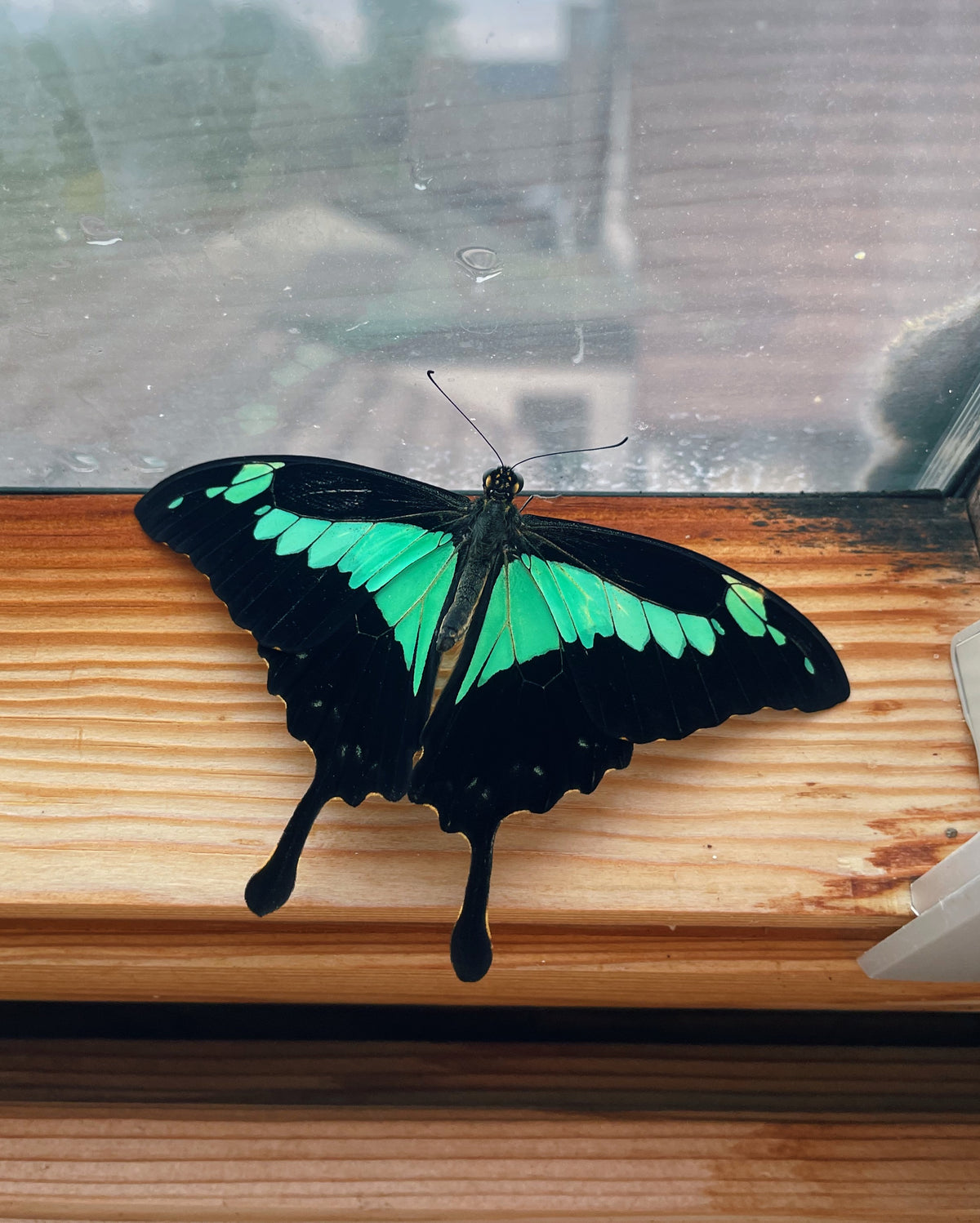 Green-Banded Swallowtail PUPAE (Papilio phorcas)