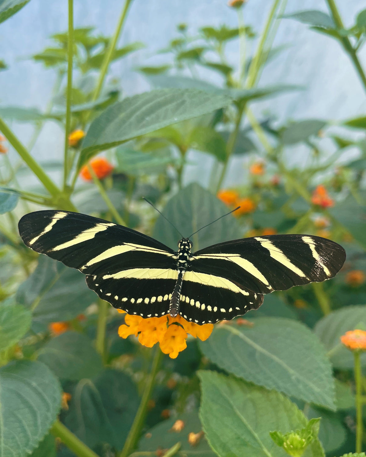 Zebra Longwing PUPAE (Heliconius charithonia)