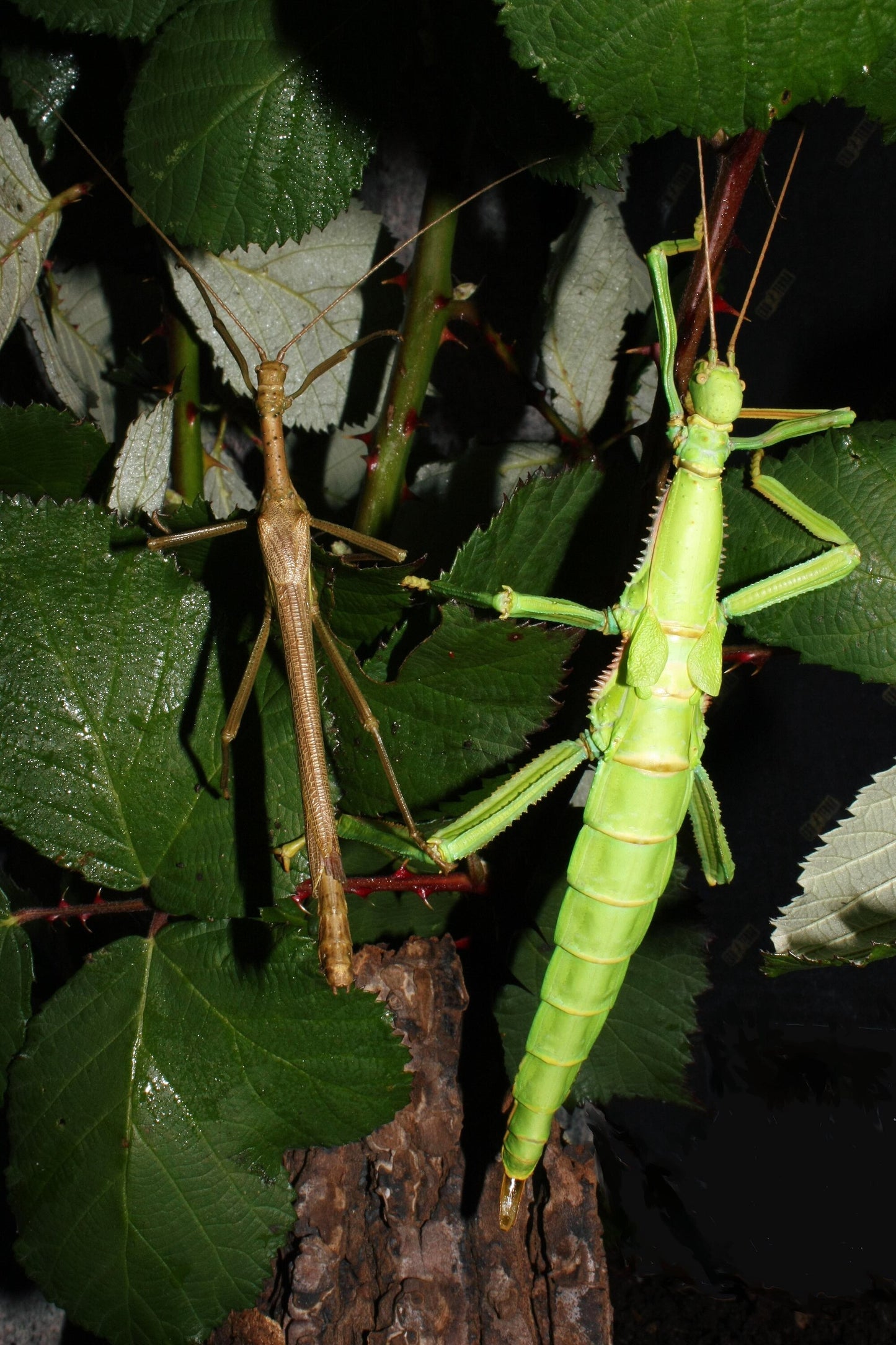 Giant Lime-Green Stick Insect EGGS (Diapherodes gigantea)