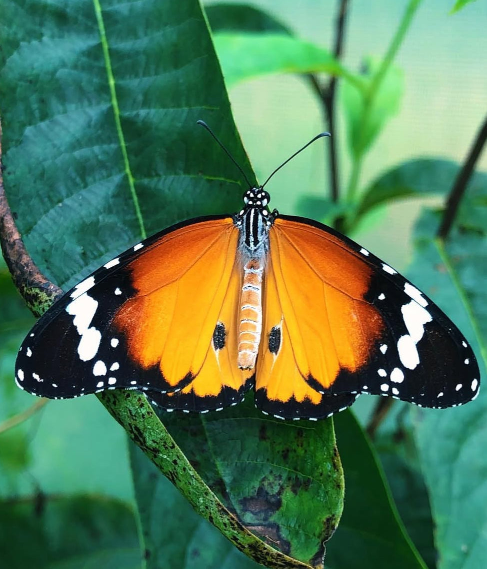 Live butterflies and moths for sale online UK. Order eggs, caterpillars, pupae, and cocoons. Watch the lifecycle unfold with insects to rear at home!