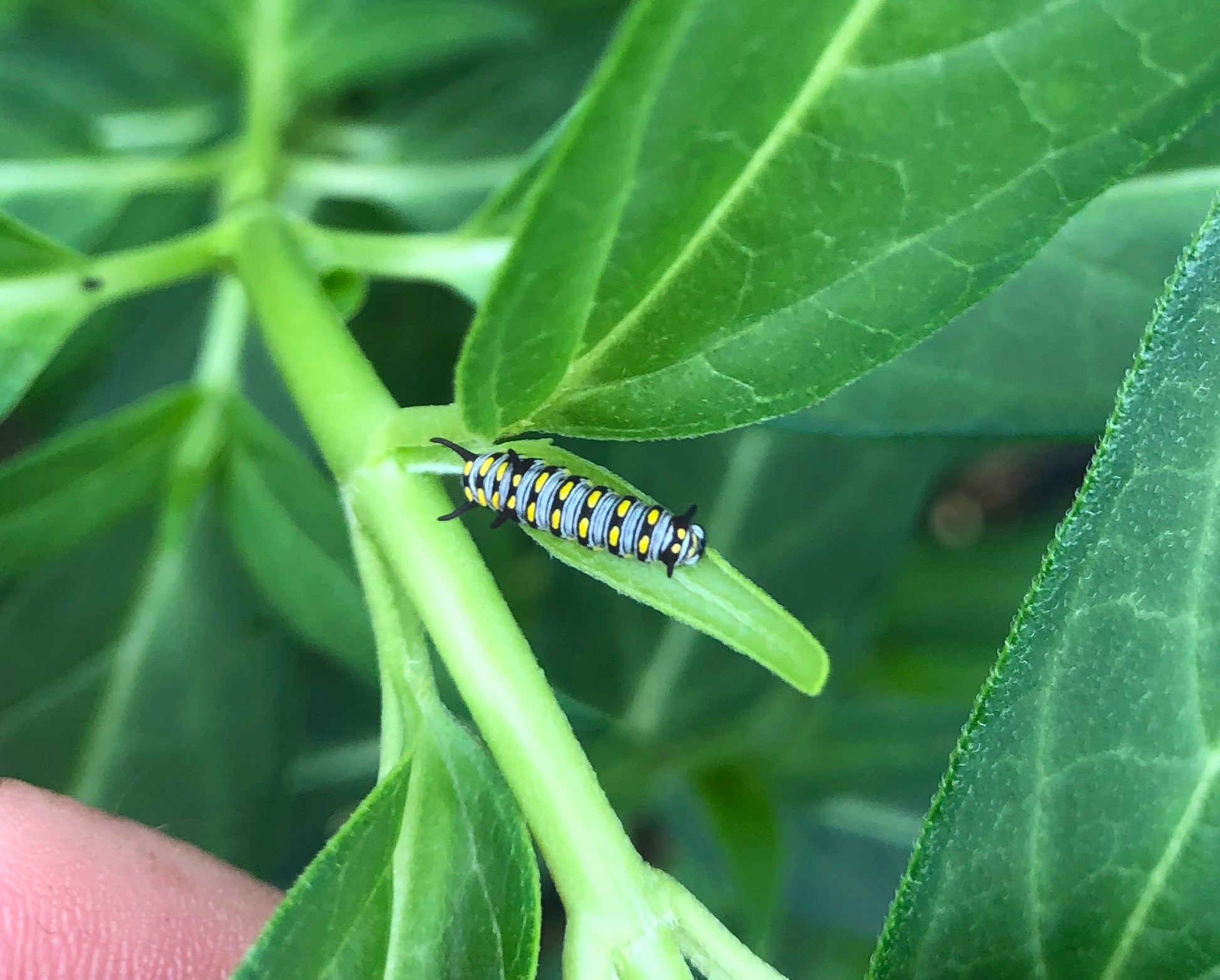 Live butterflies and moths for sale online UK. Order eggs, caterpillars, pupae, and cocoons. Watch the lifecycle unfold with insects to rear at home!