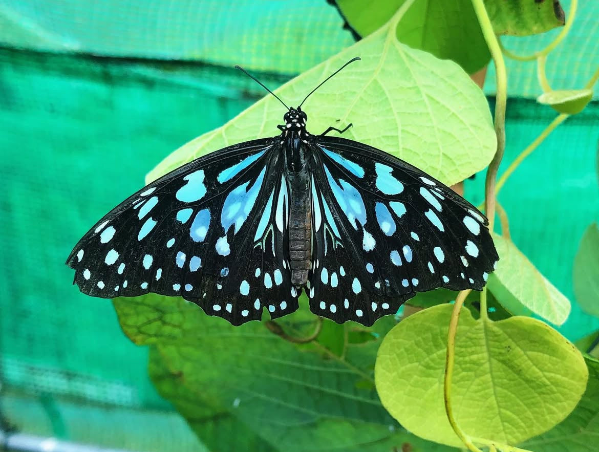 Live butterflies and moths for sale online UK. Buy eggs, caterpillars, pupae, and cocoons. Watch the lifecycle unfold with insects to rear at home!